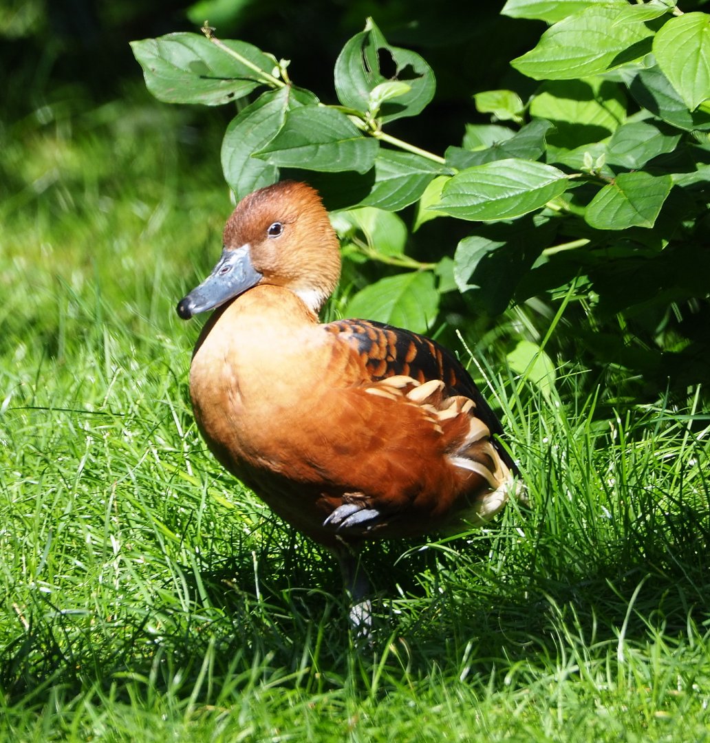 Fulvous whistling duck (Dendrocygna bicolor), 2021-07-17