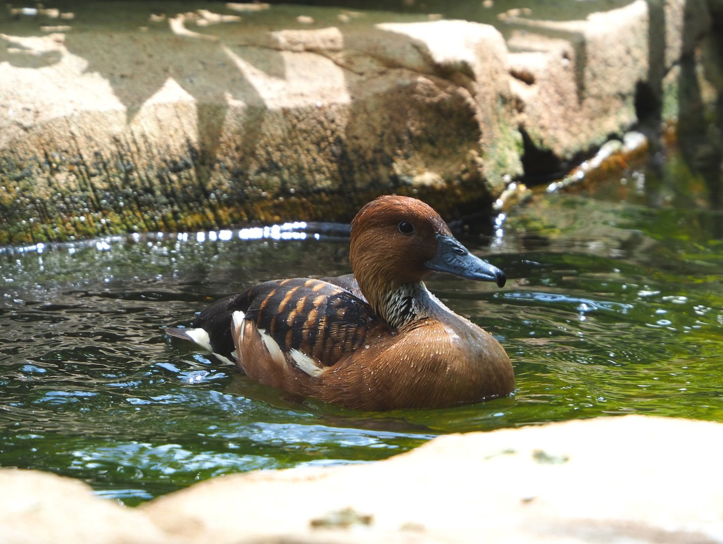 Fulvous whistling duck (Dendrocygna bicolor), 2022-05-26