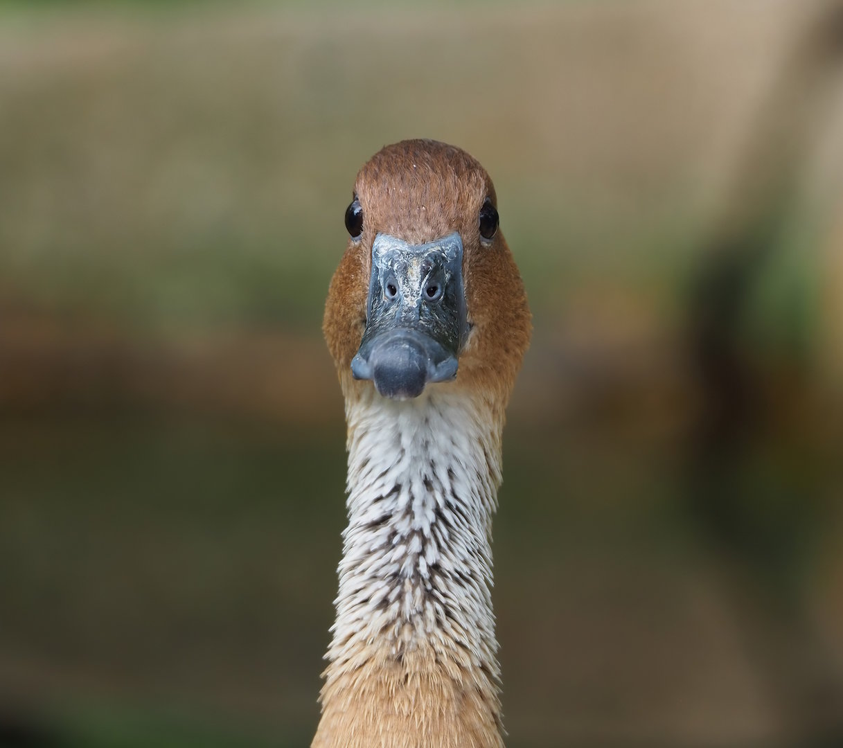 Fulvous whistling duck (Dendrocygna bicolor), 2022-07-10