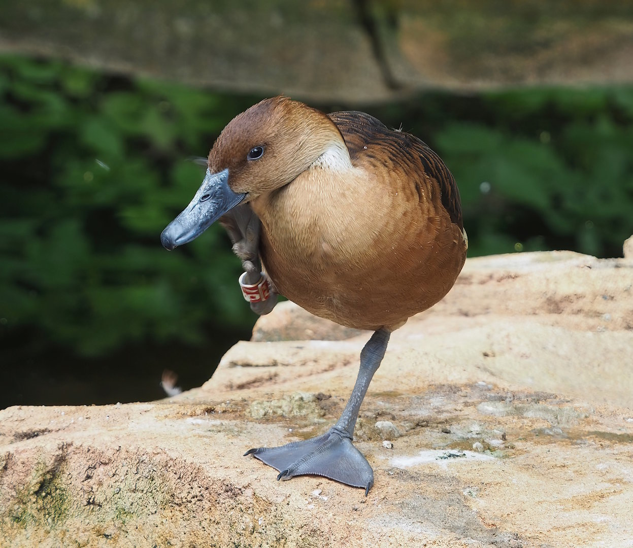 Fulvous whistling duck (Dendrocygna bicolor), 2022-07-10