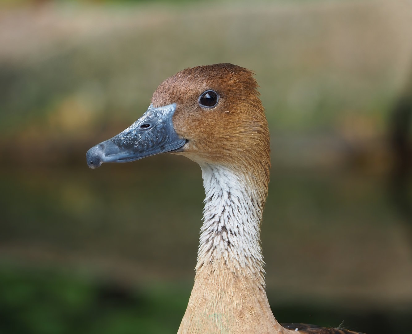 Fulvous whistling duck (Dendrocygna bicolor), 2022-07-10