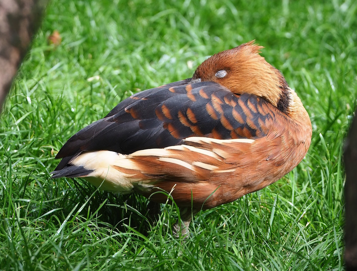 Fulvous whistling duck (Dendrocygna bicolor), 2022-07-10