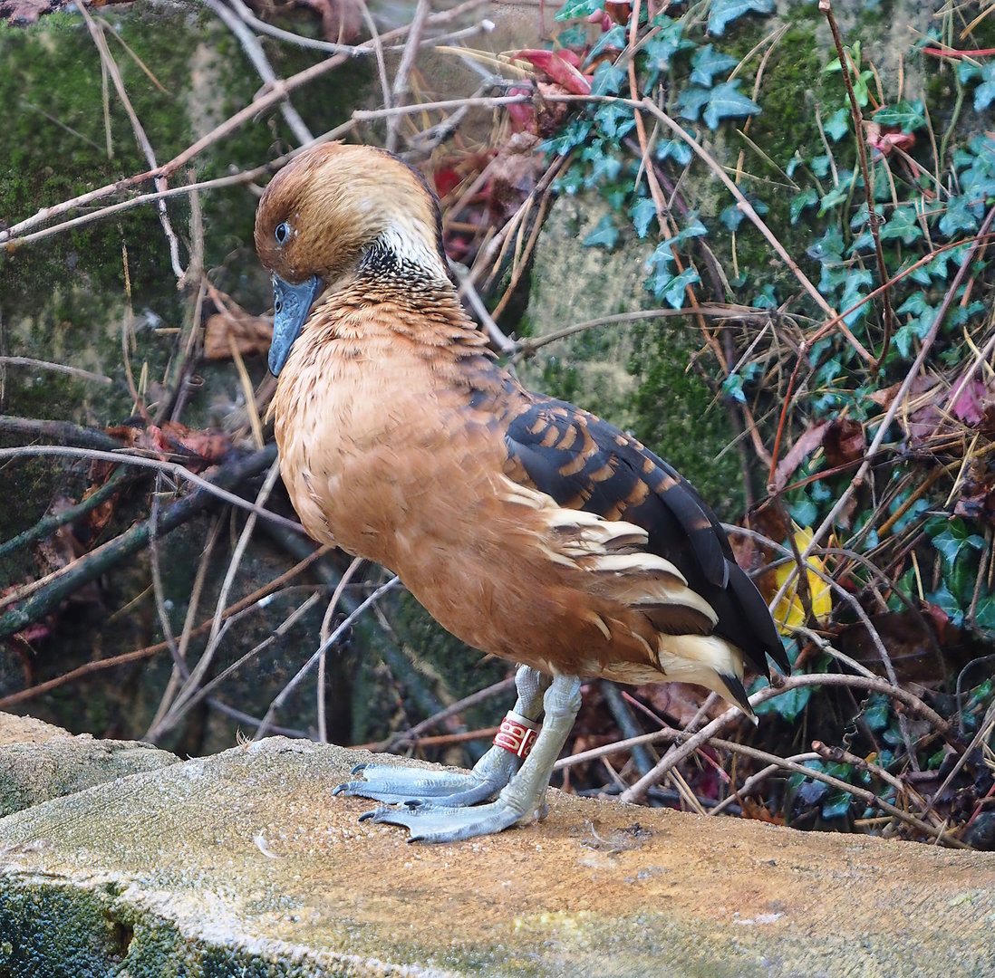 Fulvous whistling duck (Dendrocygna bicolor), 2022-10-29