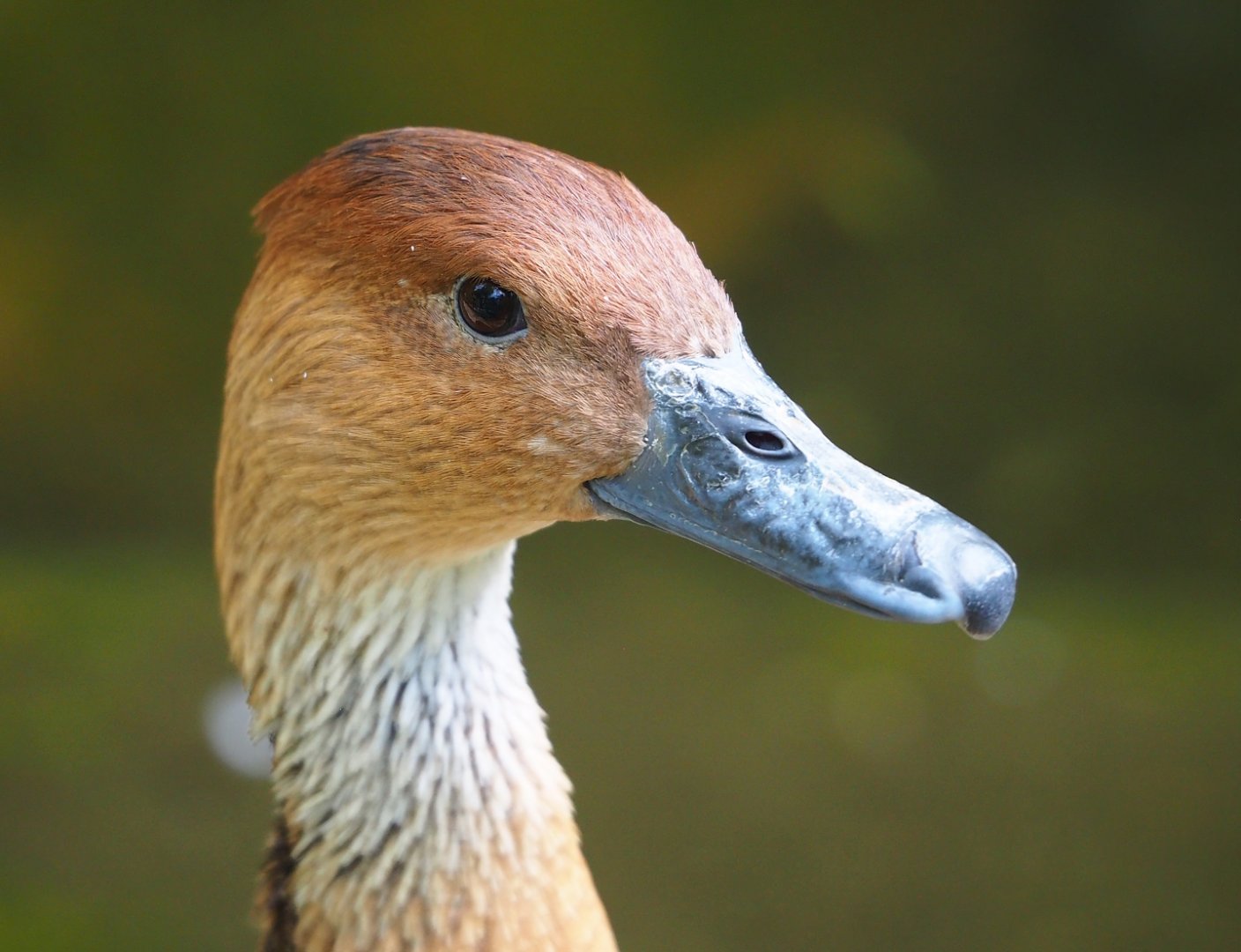 Fulvous whistling duck (Dendrocygna bicolor), 2023-07-02