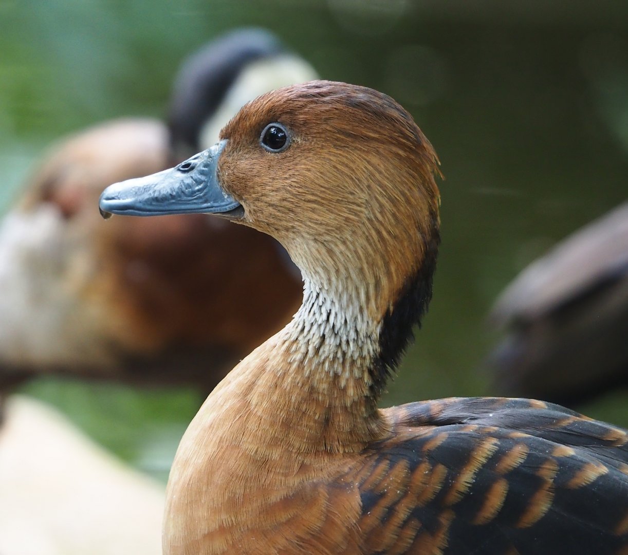 Fulvous whistling duck (Dendrocygna bicolor), 2023-07-02