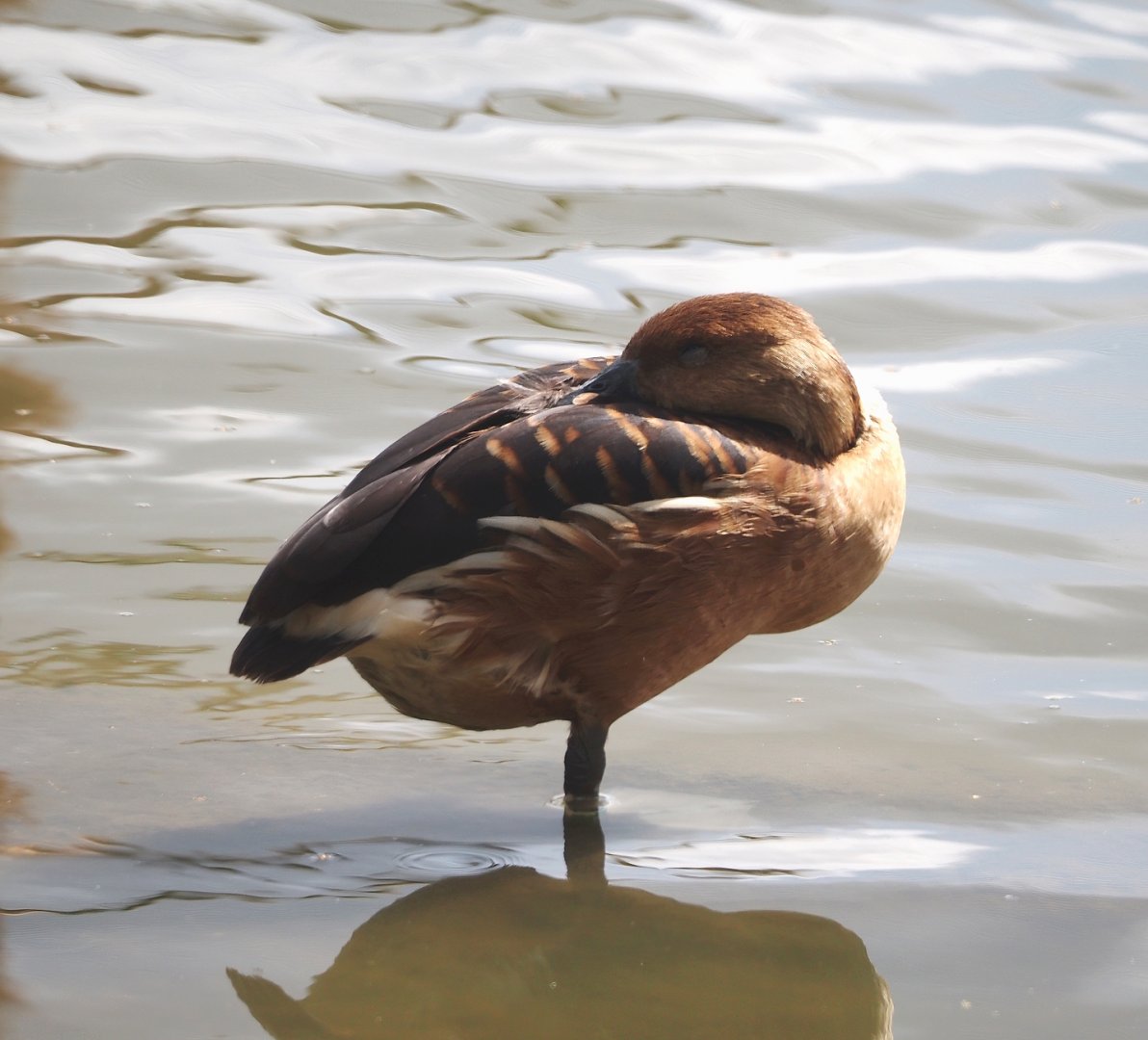 Fulvous whistling duck (Dendrocygna bicolor), 2024-08-21
