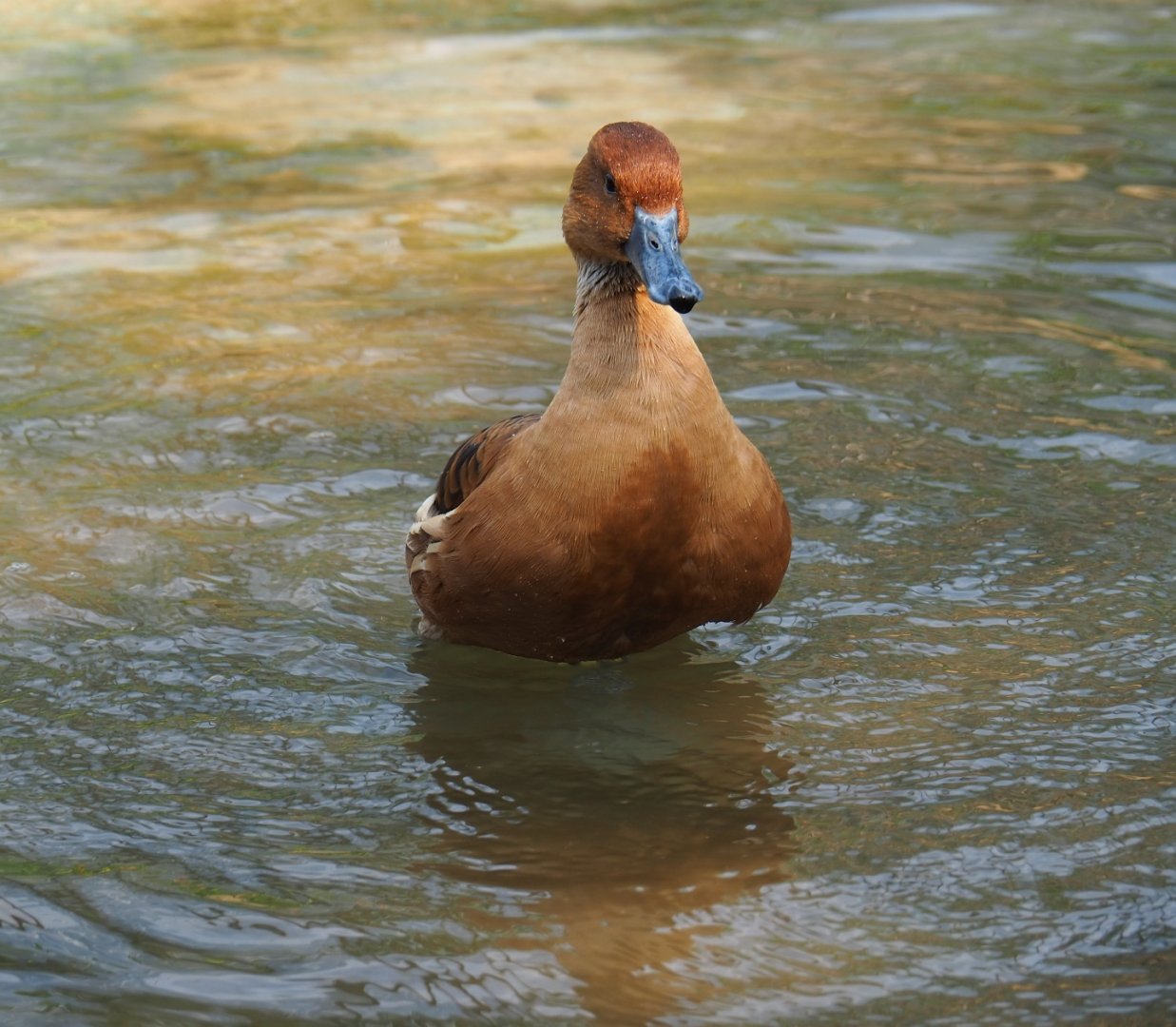 Fulvous whistling duck (Dendrocygna bicolor) bathing (Sep 16th, 2018)
