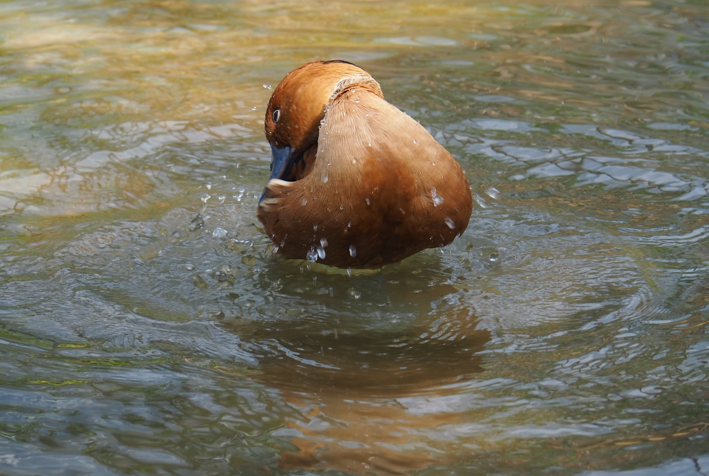 Fulvous whistling duck (Dendrocygna bicolor) bathing (Sep 16th, 2018)