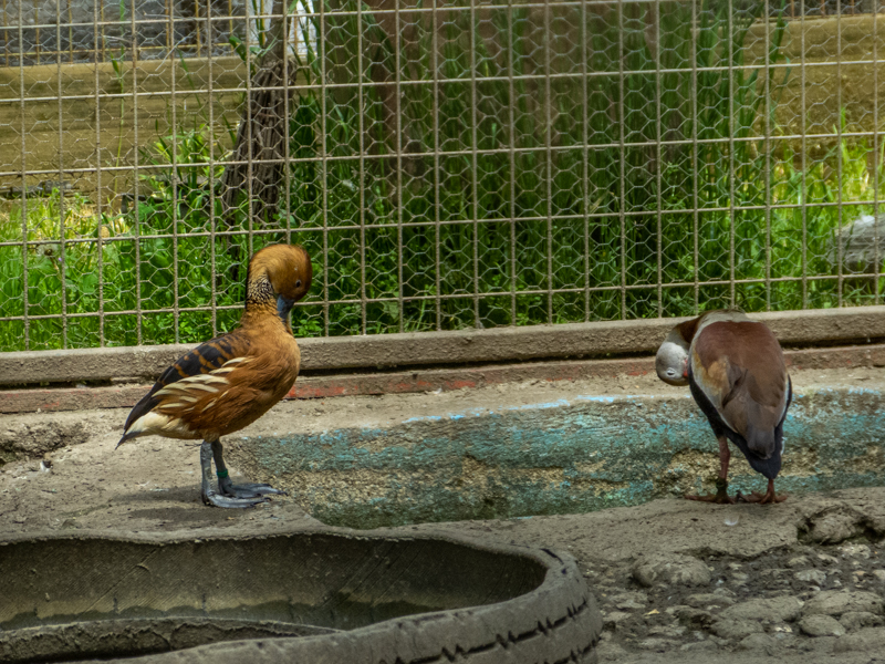 fulvous whistling duck (Dendrocygna bicolor) & black-bellied whistling duck (Dendrocygna autumnalis)