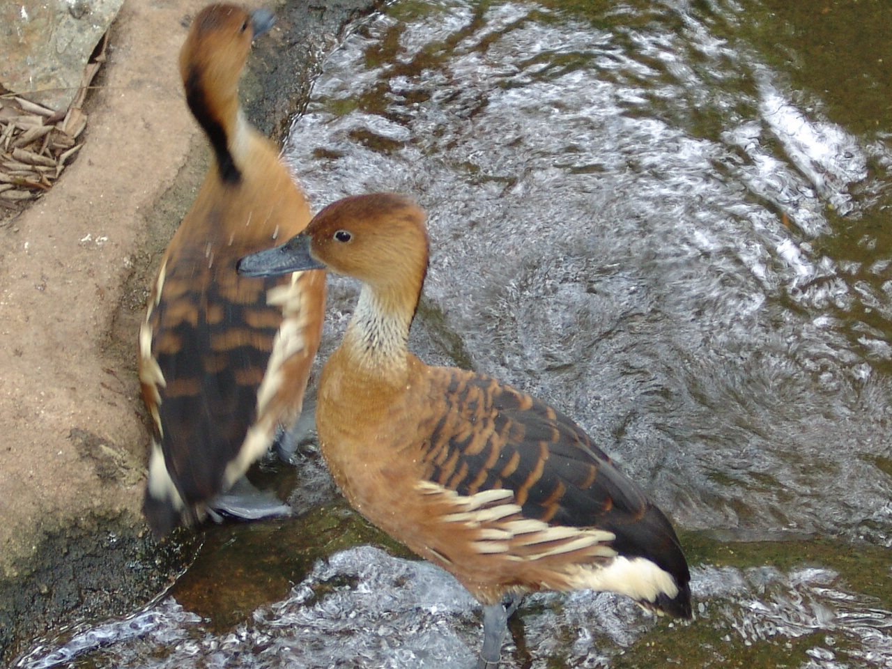 Fulvous Whistling Duck (Dendrocygna bicolor)