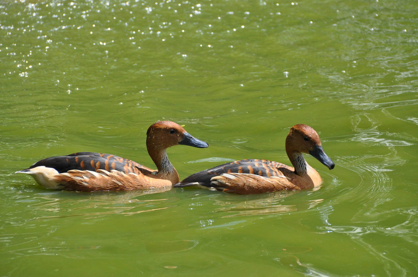 Fulvous whistling duck/ Dendrocygna bicolor