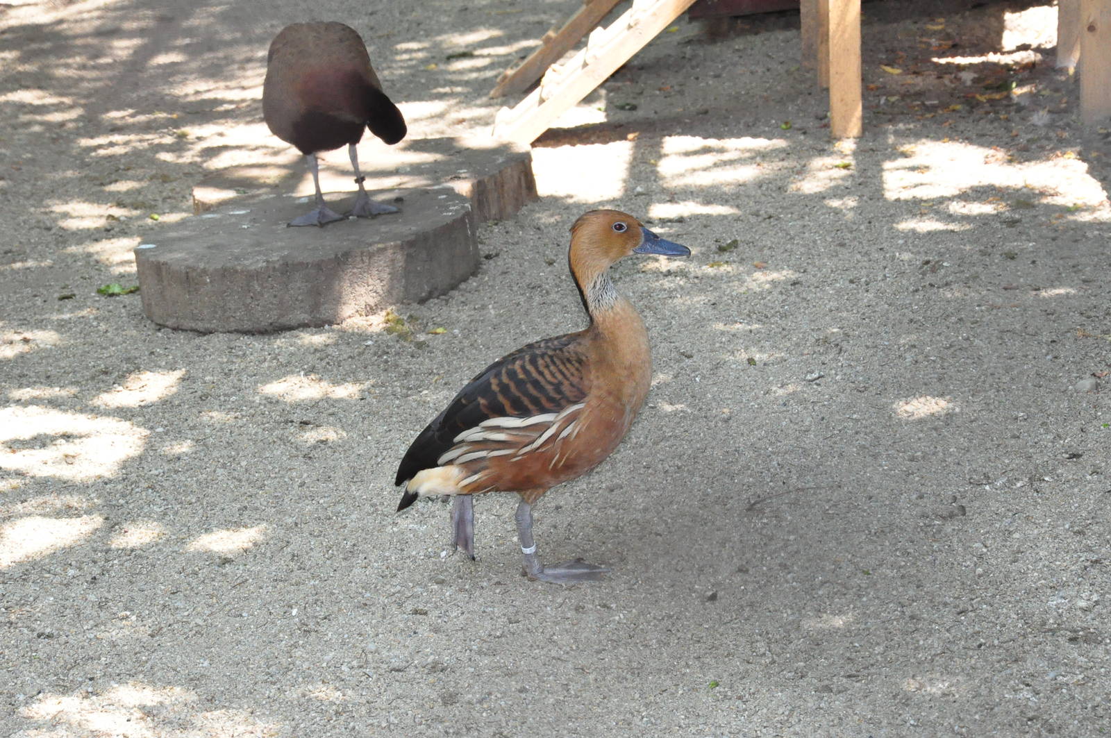 Fulvous whistling duck/ Dendrocygna bicolor