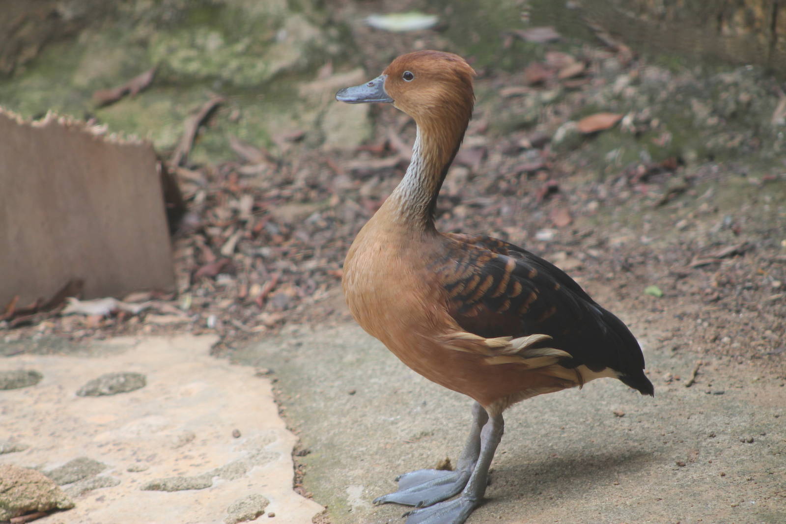 fulvous whistling duck (Dendrocygna bicolor)