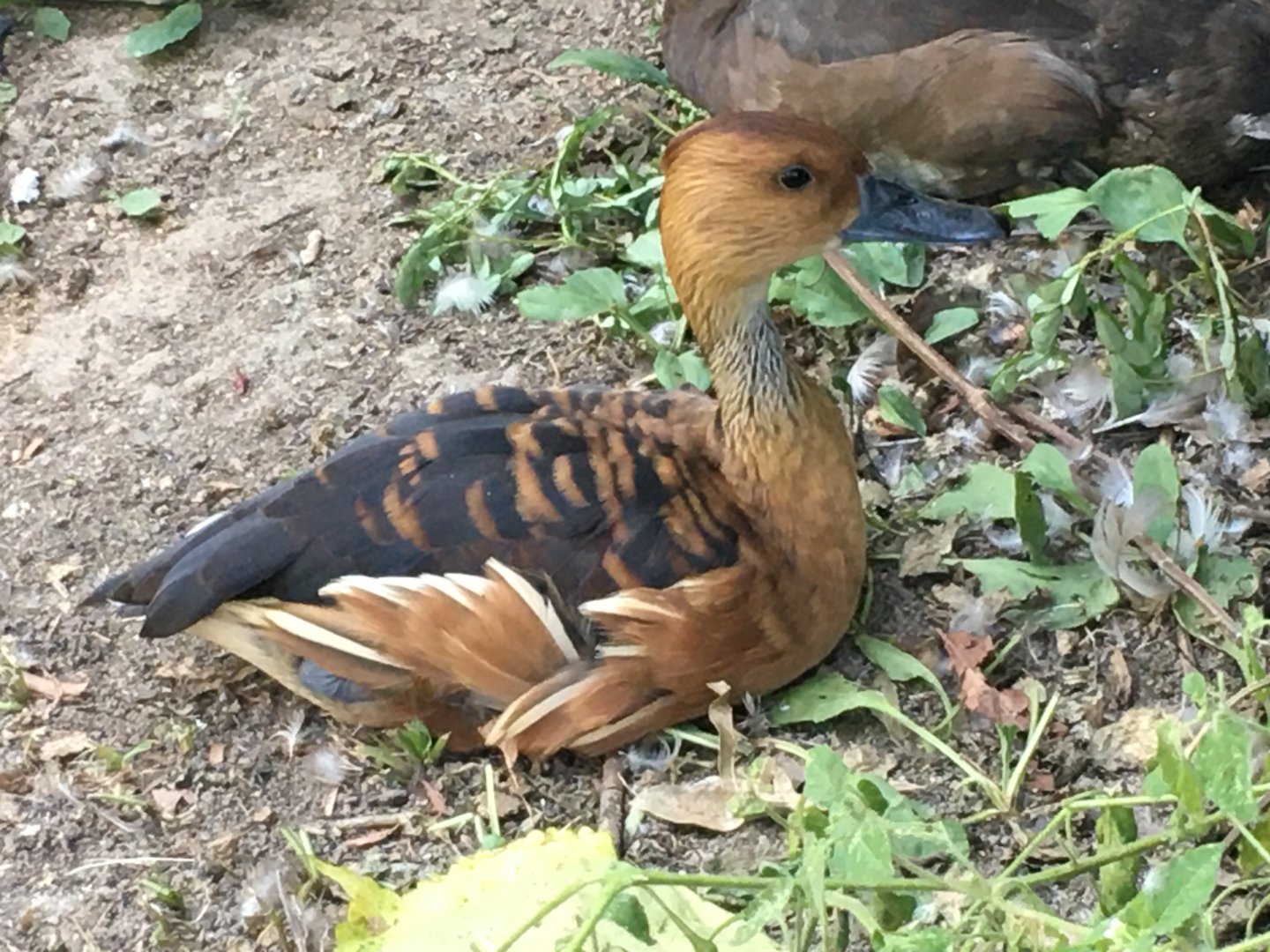 Fulvous Whistling Duck (Dendrocygna bicolor)