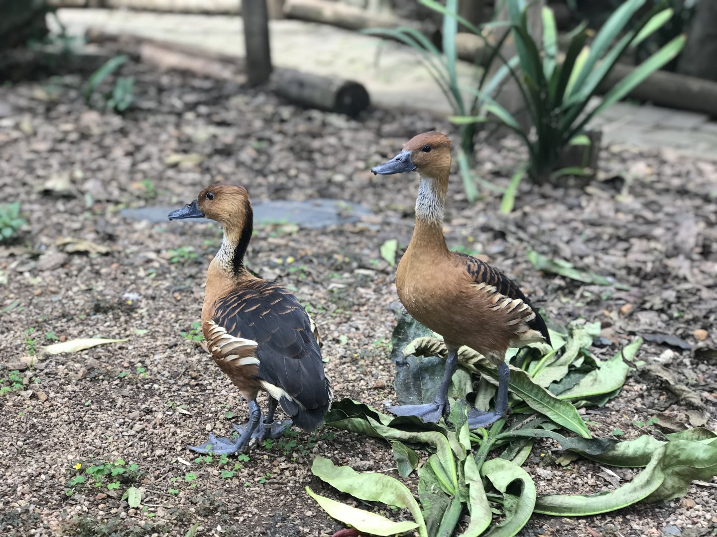Fulvous-whistling Duck (Dendrocygna bicolor)
