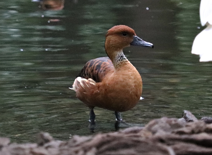 Fulvous whistling duck (Dendrocygna bicolor)