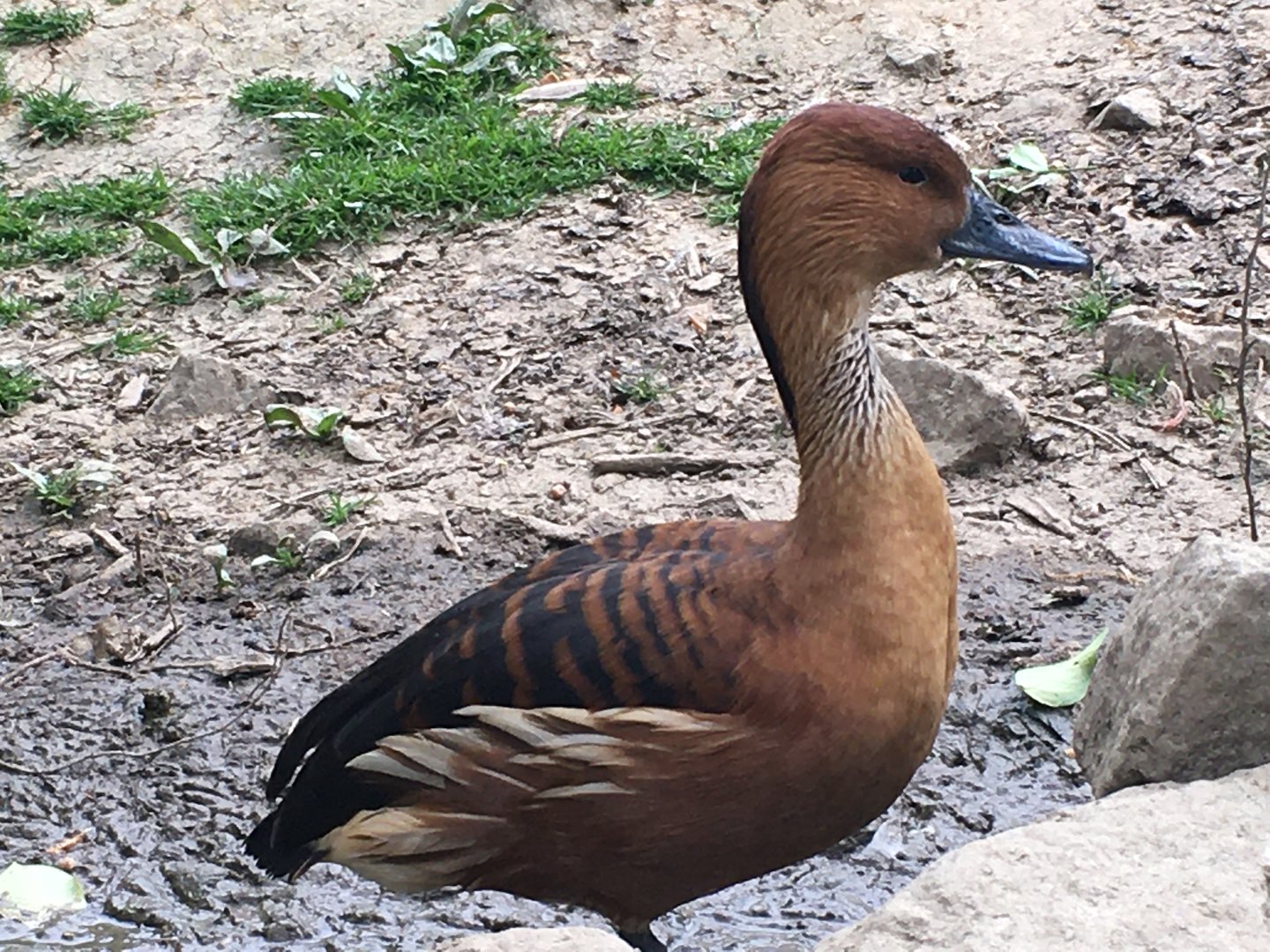 Fulvous Whistling Duck (Dendrocygna bicolor)
