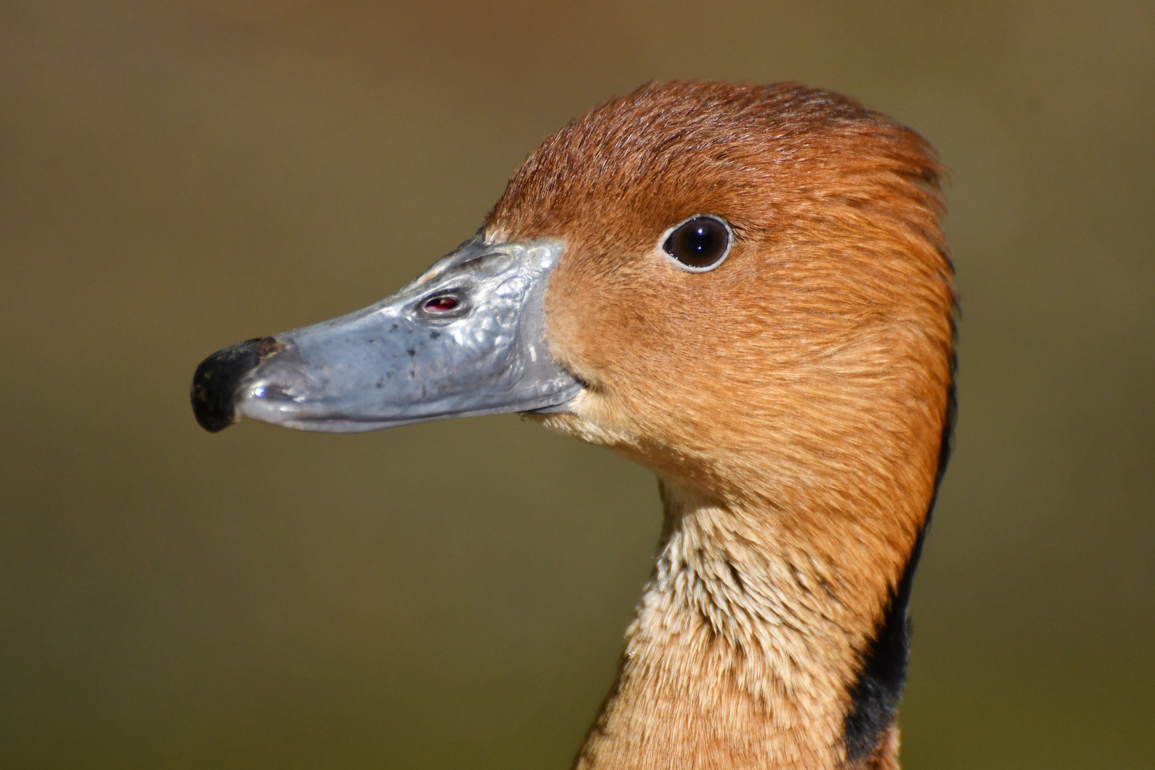 Fulvous Whistling-Duck  (Dendrocygna bicolor)
