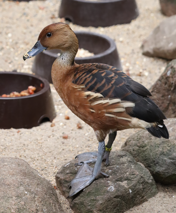 Fulvous whistling duck (Dendrocygna bicolor)