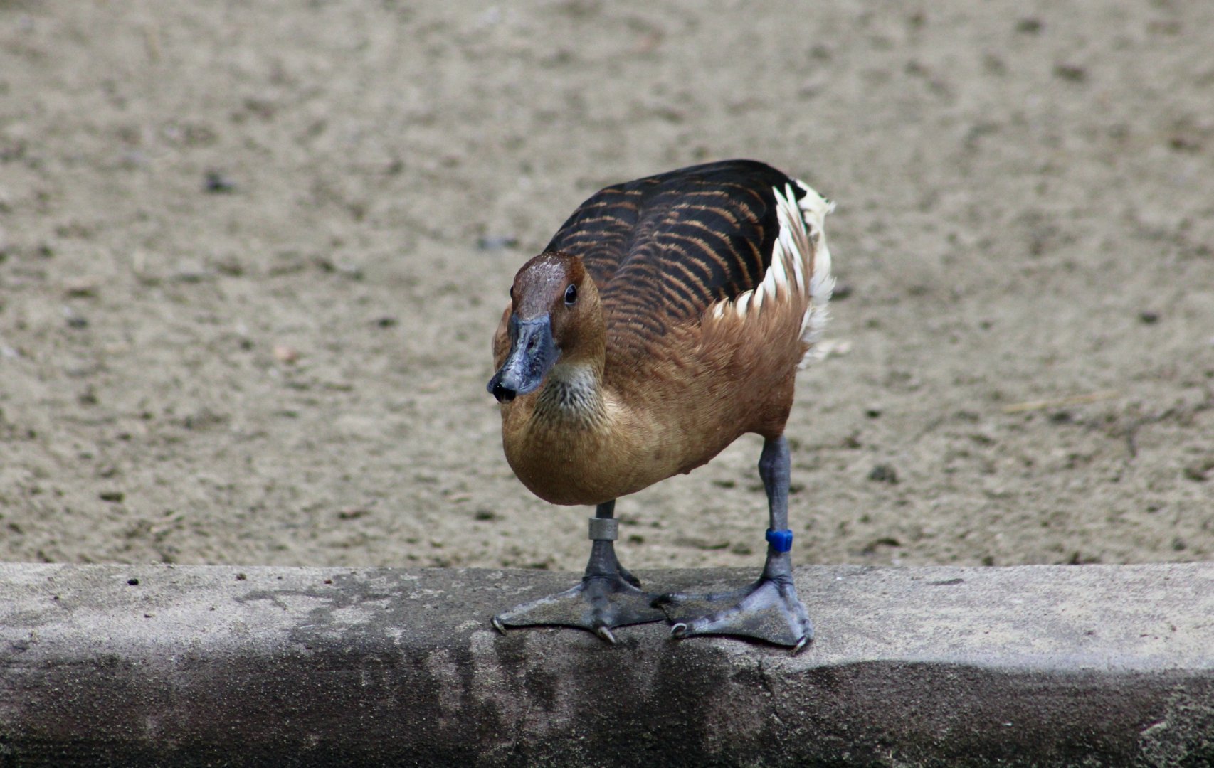 Fulvous Whistling Duck (Dendrocygna bicolor)
