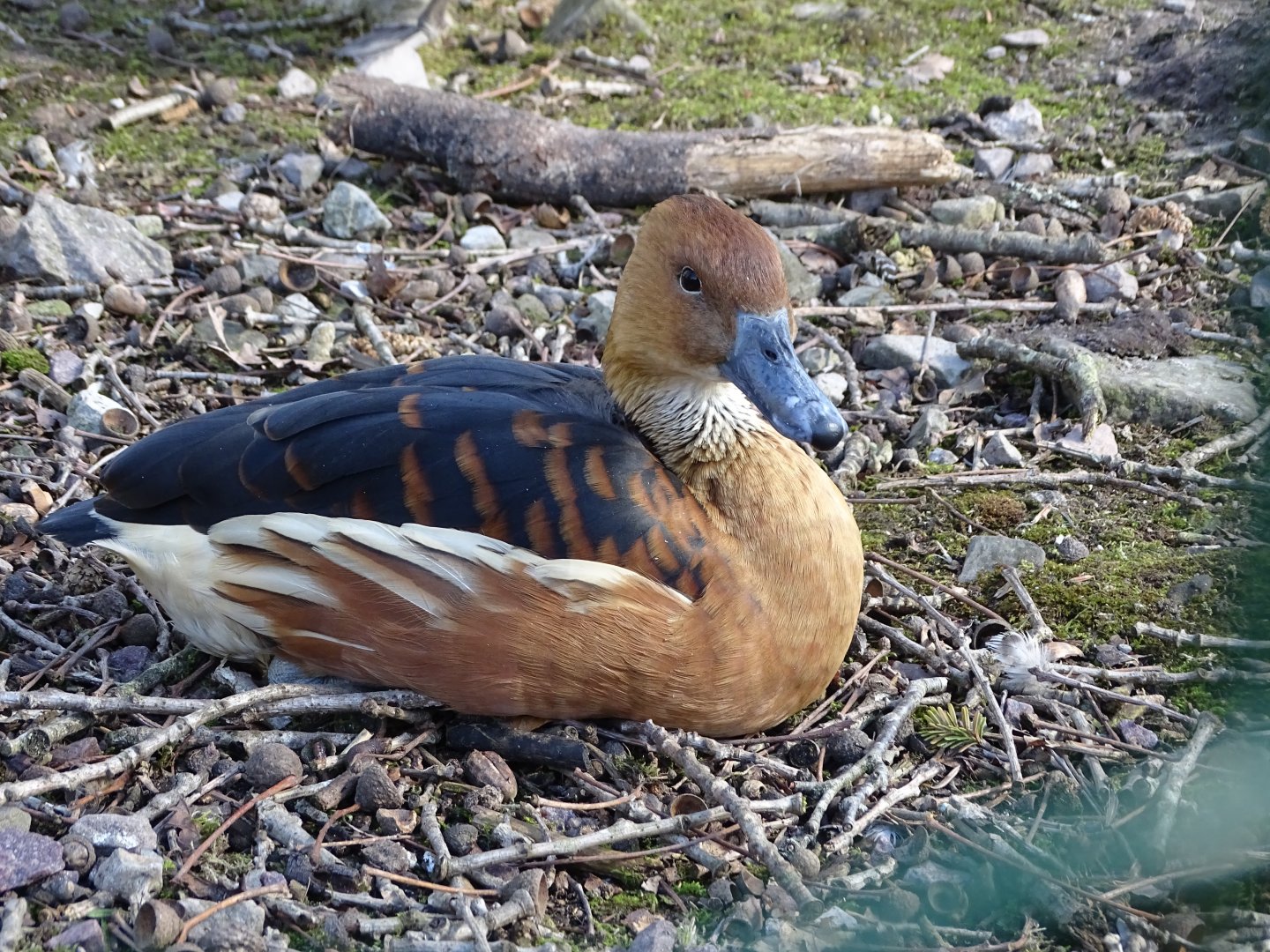 Fulvous whistling duck (Dendrocygna bicolor)