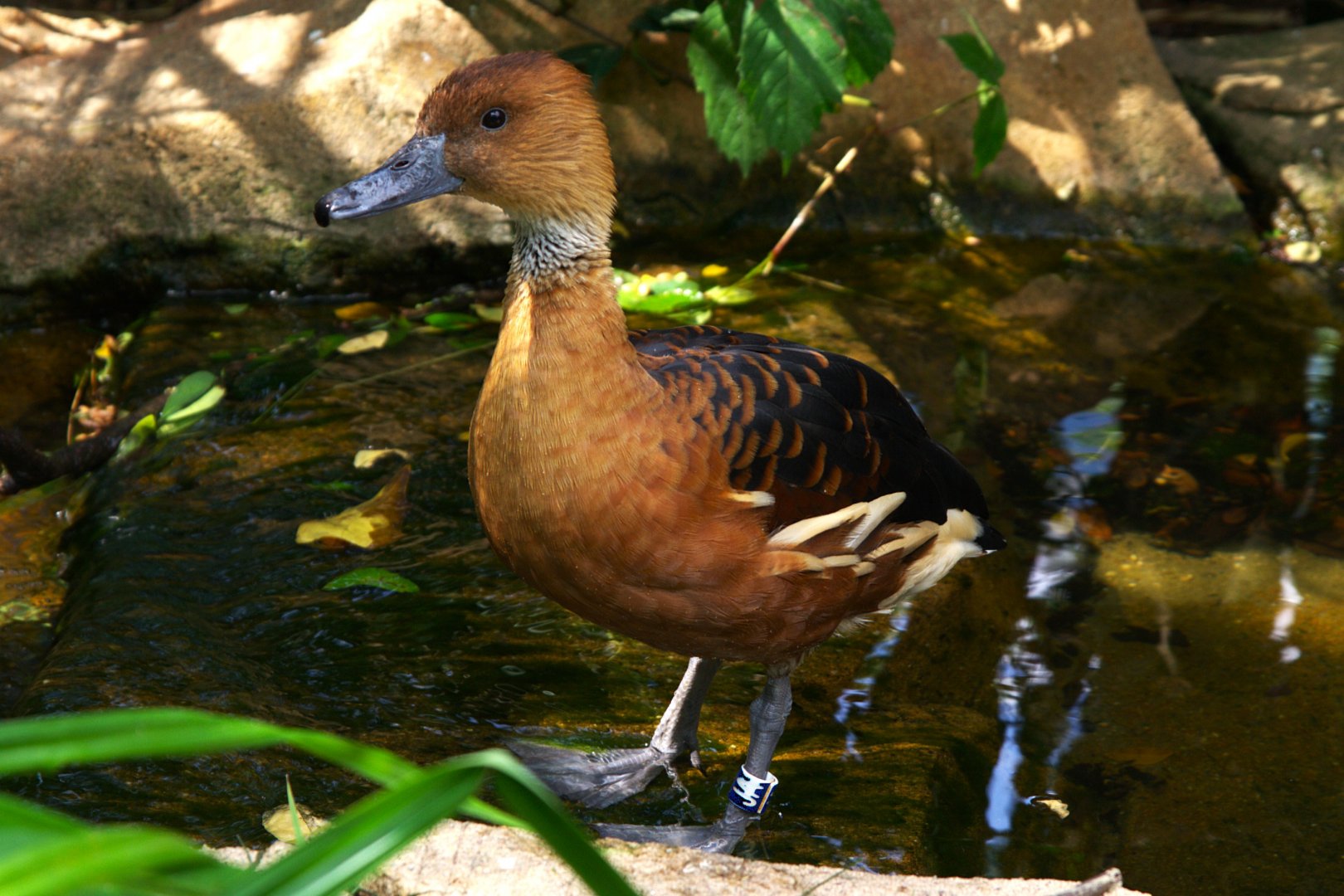 Fulvous Whistling Duck (Dendrocygna bicolor)
