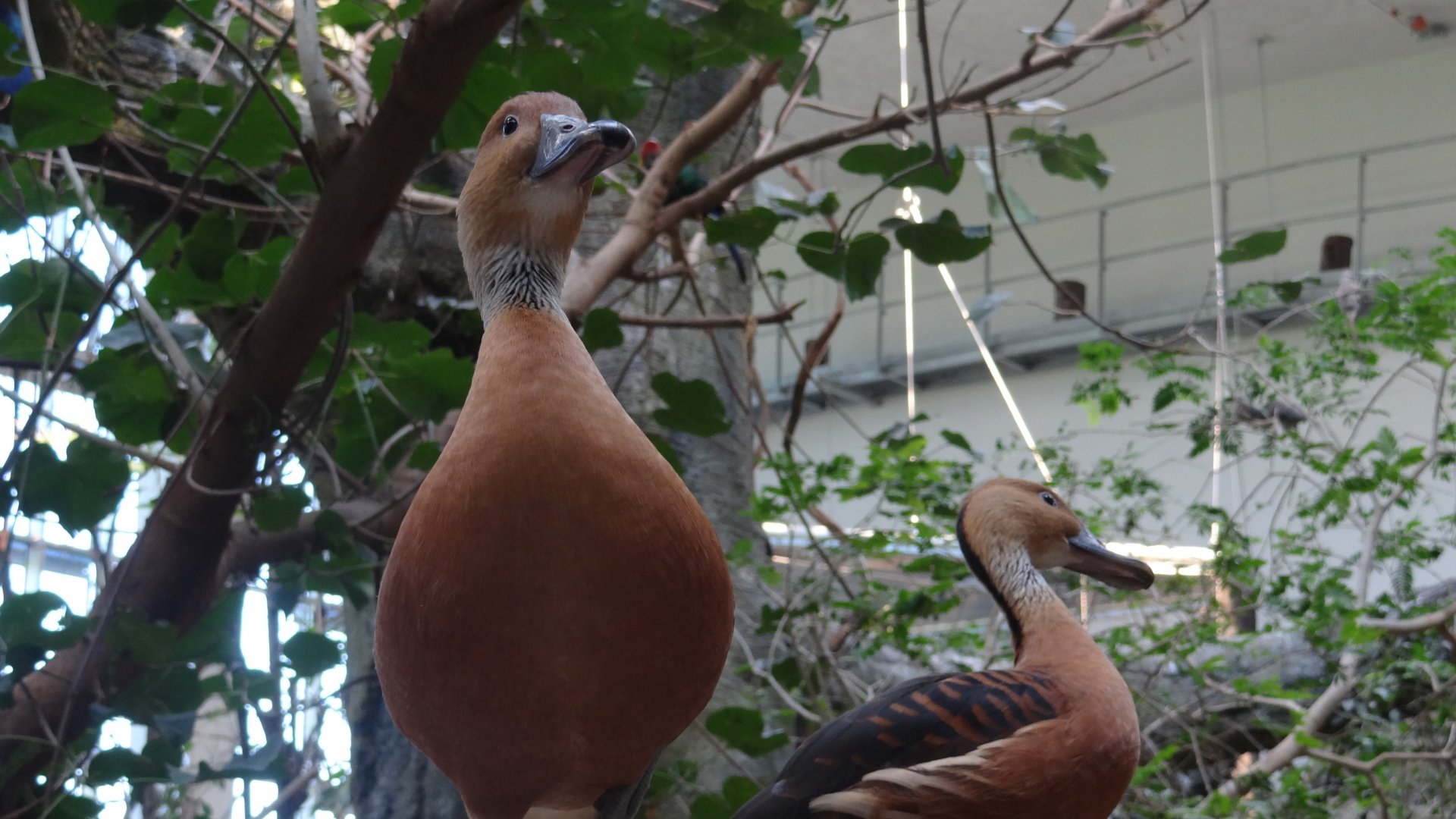 Fulvous whistling-duck - Karlsruhe Zoo