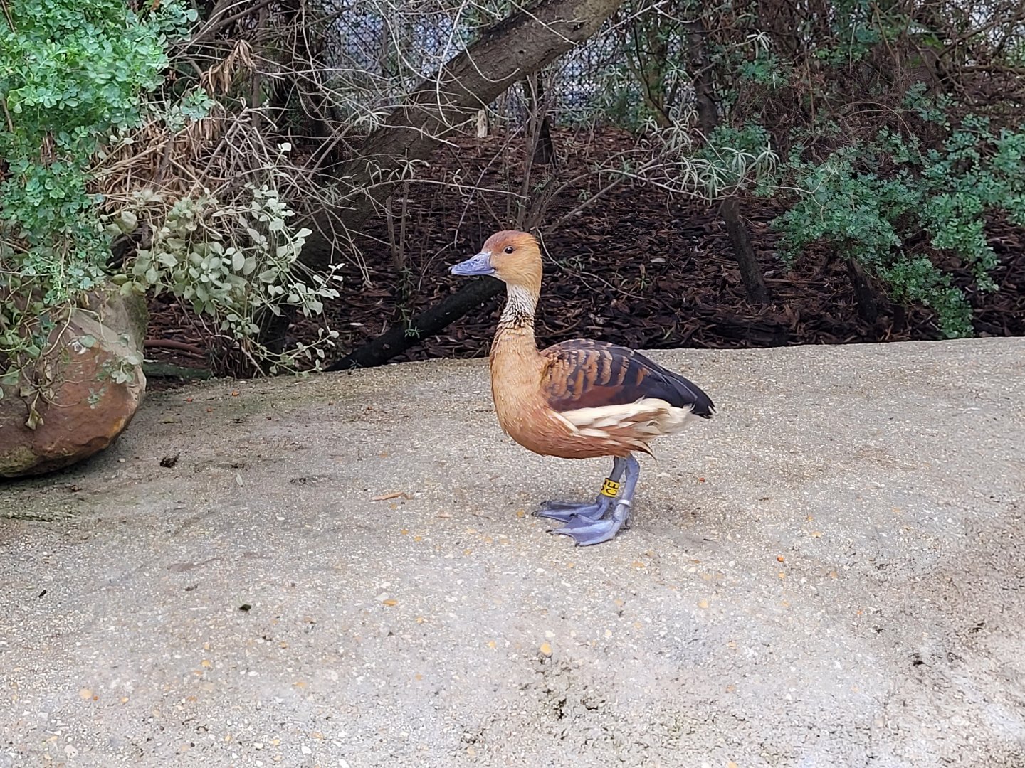 Fulvous whistling-duck -Parc Zoologique de Paris (2022)