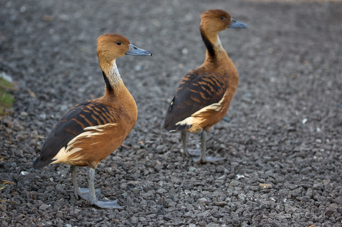 Fulvous whistling-duck : Thrigby Hall : 25 Mar 2016