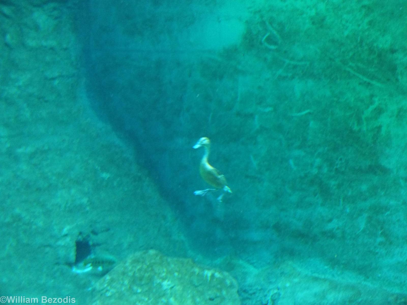 Fulvous Whistling Duck Underwater - Afrykarium