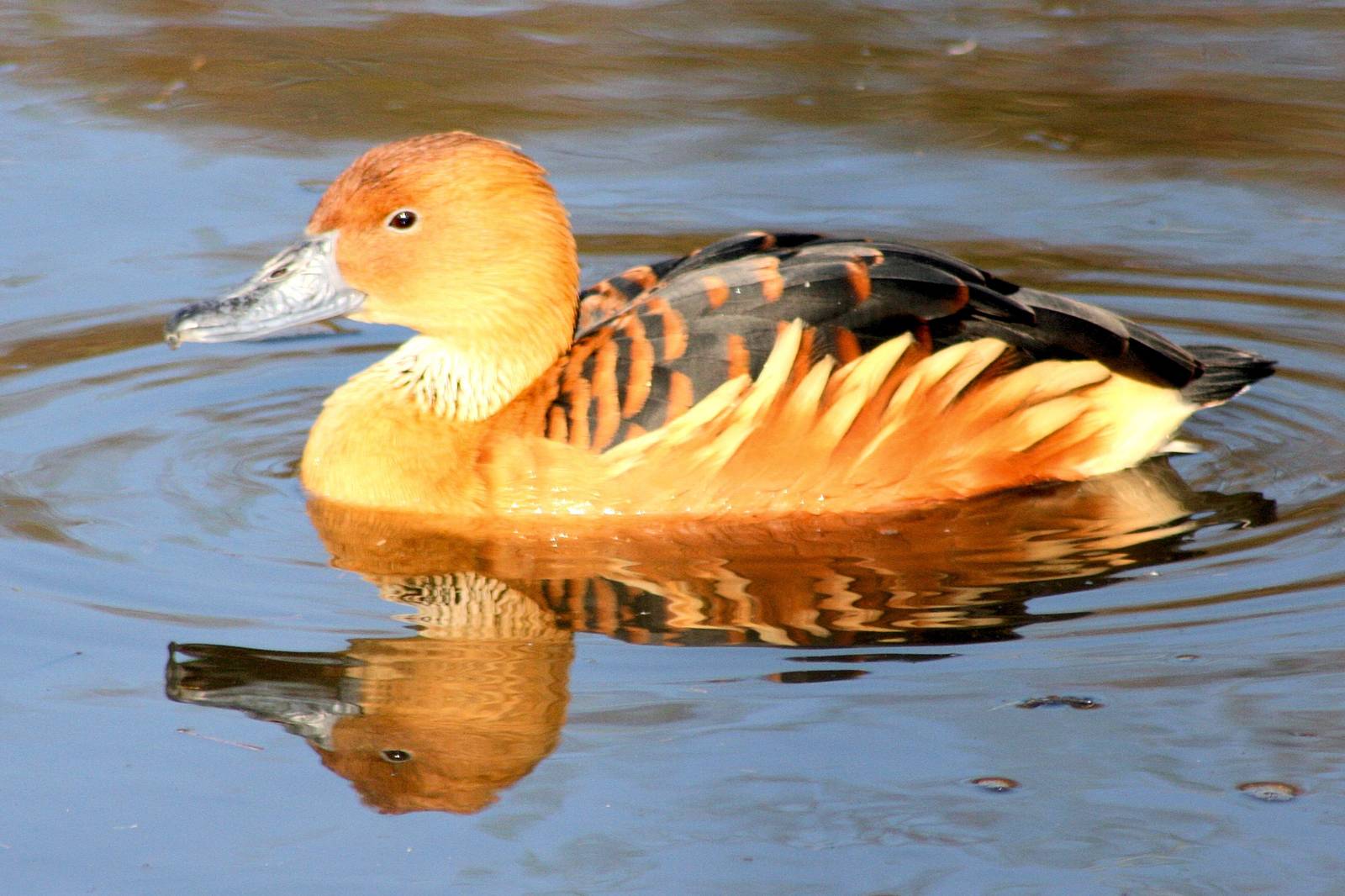 Fulvous whistling duck; WWT Barnes; 13th March 2016