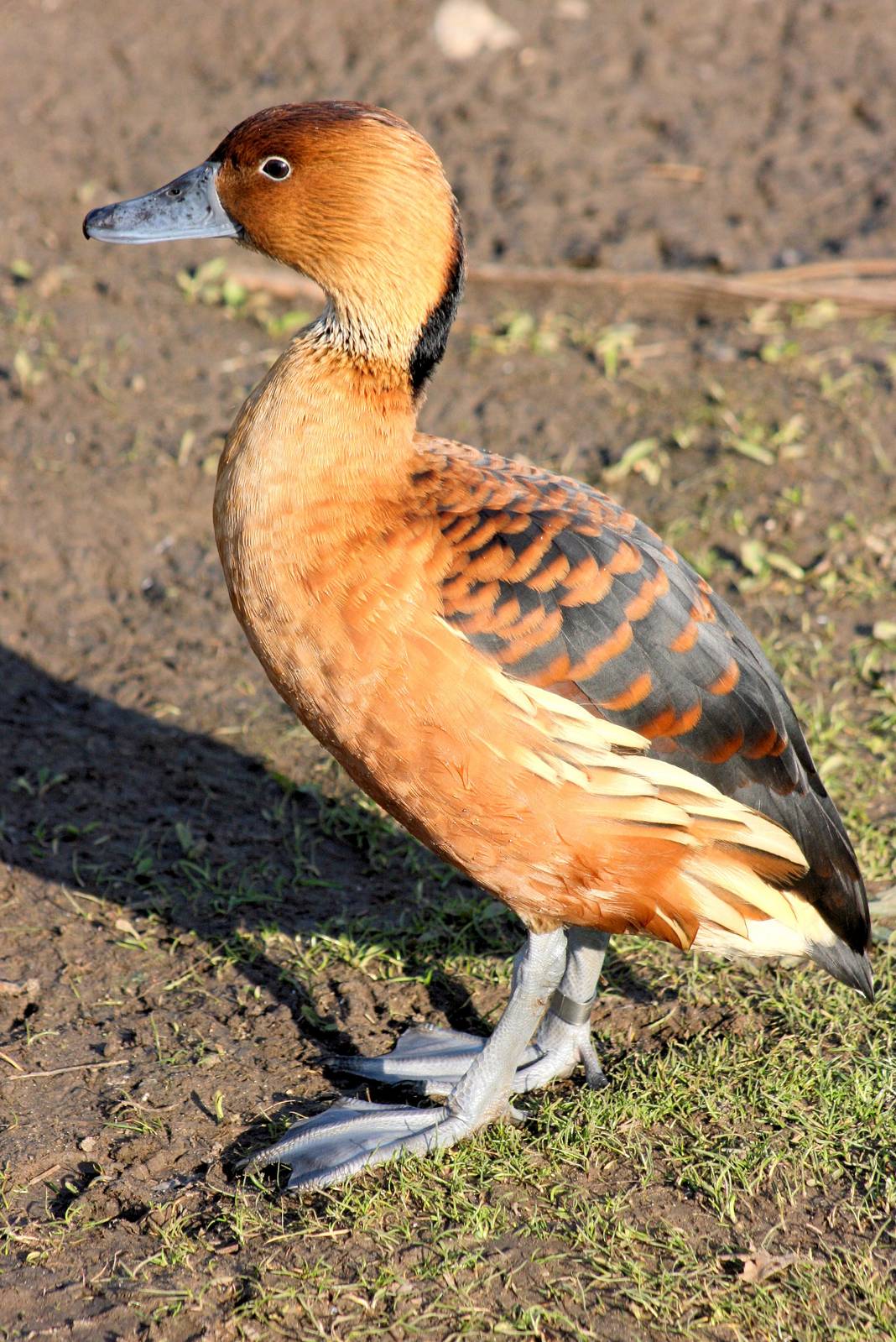Fulvous whistling duck; WWT Barnes; 13th March 2016