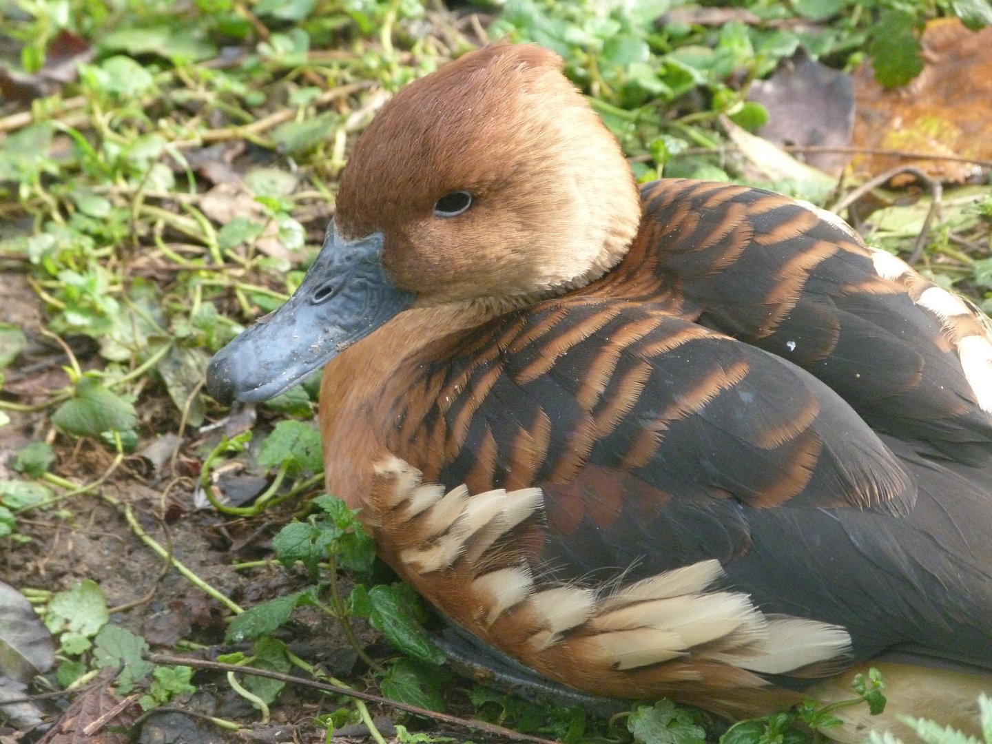 Fulvous whistling duck -Zoo de Santillana del Mar (2024)