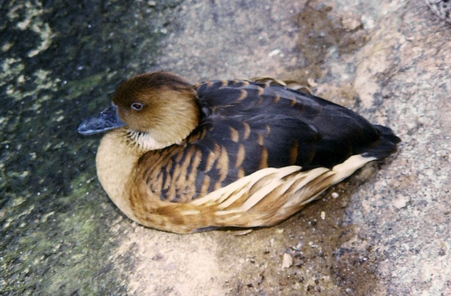 Fulvous whistling duck