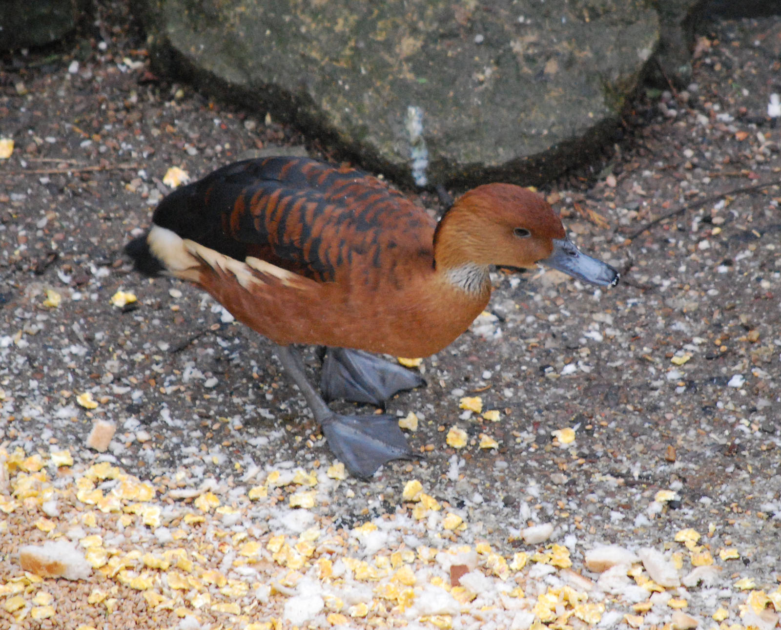 Fulvous whistling duck