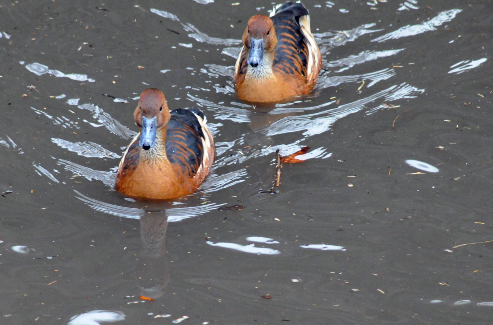 FULVOUS WHISTLING DUCK