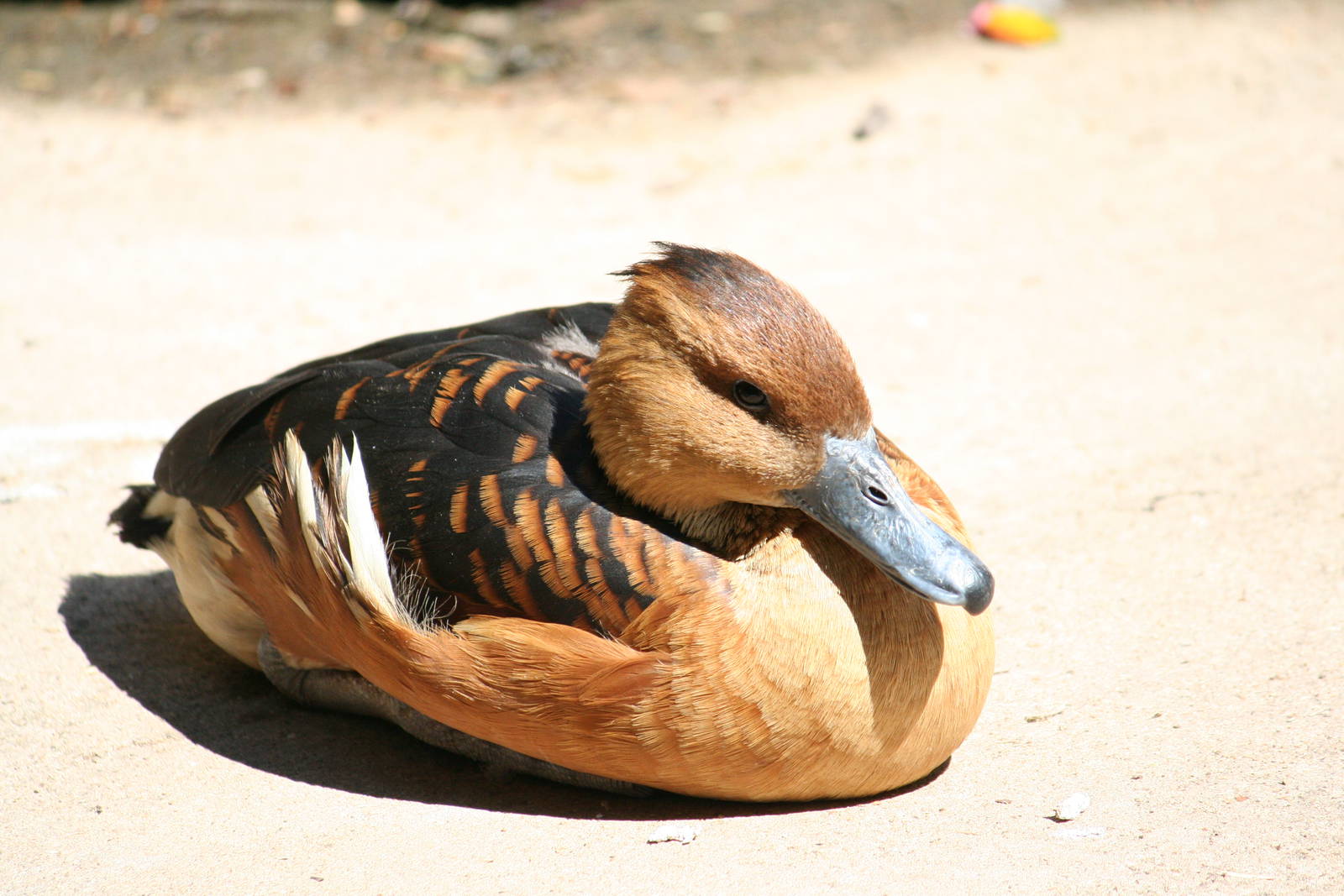 Fulvous whistling duck?