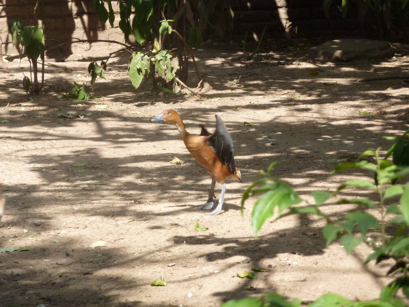 Fulvous whistling duck