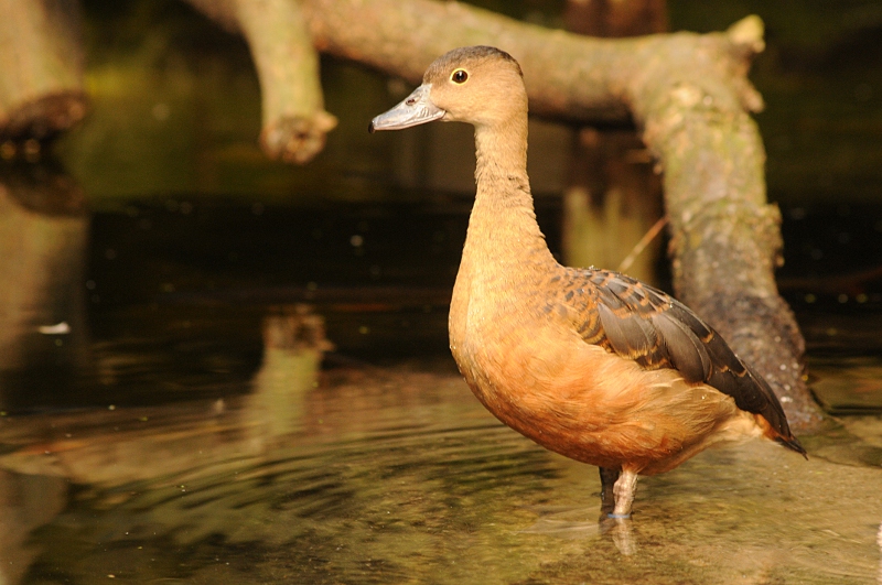 Fulvous whistling duck