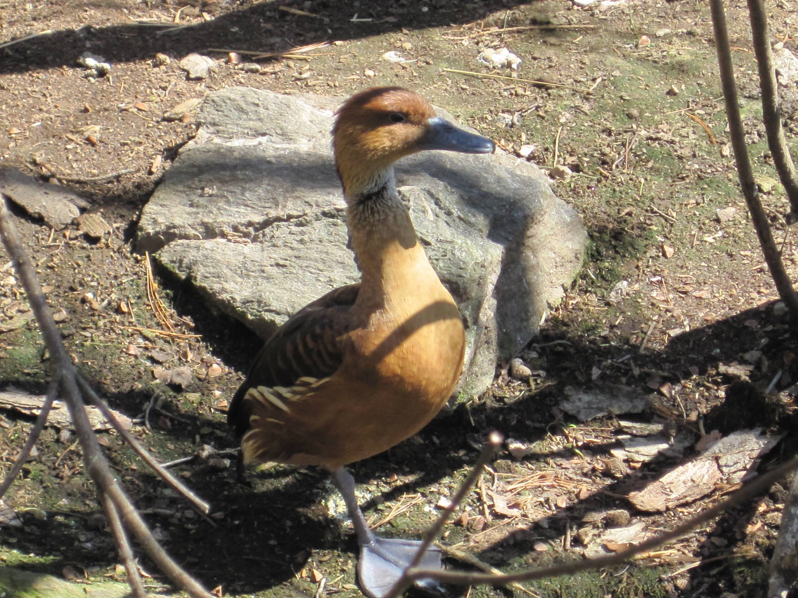 Fulvous Whistling Duck