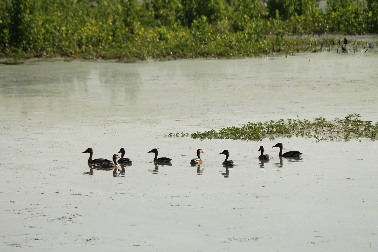 Fulvous Whistling Duck