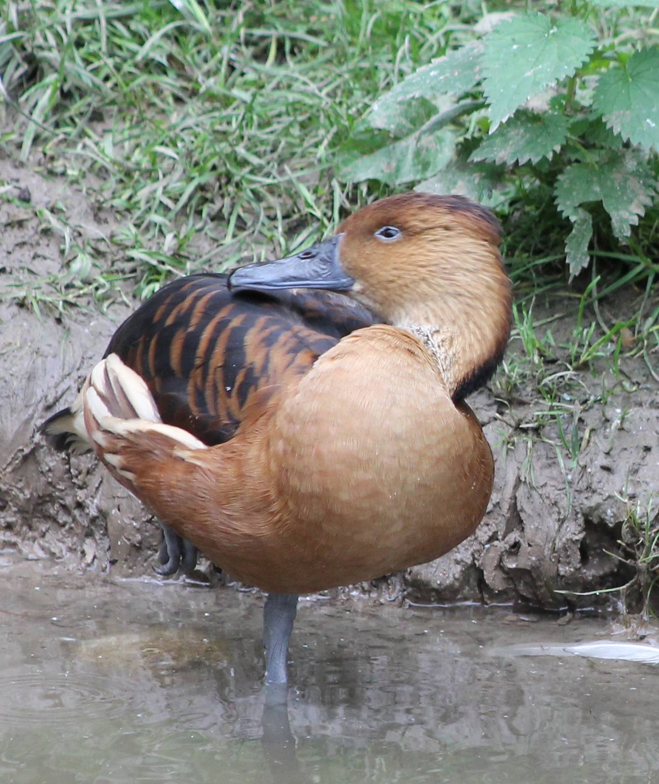 Fulvous whistling duck