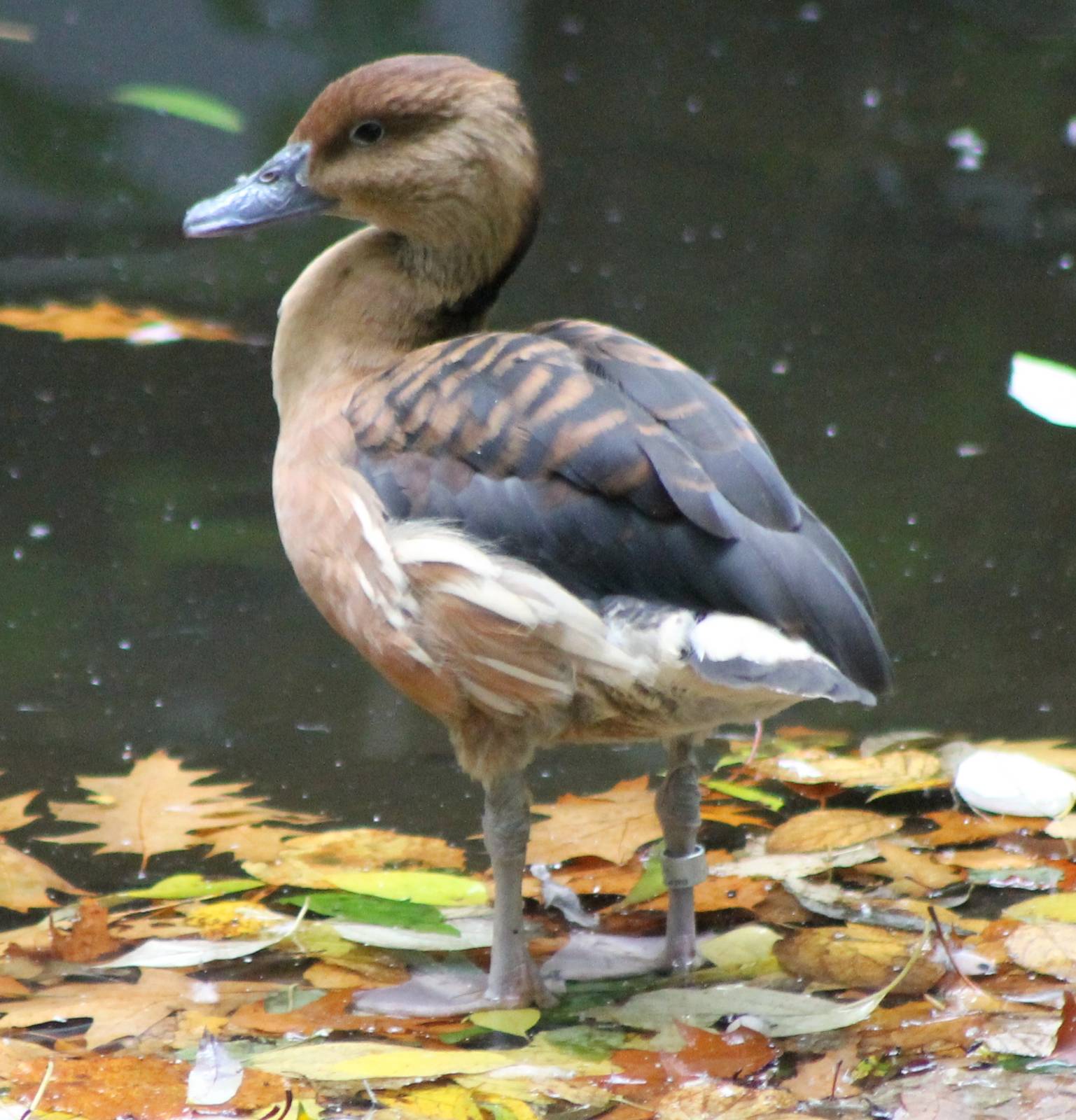 Fulvous whistling duck