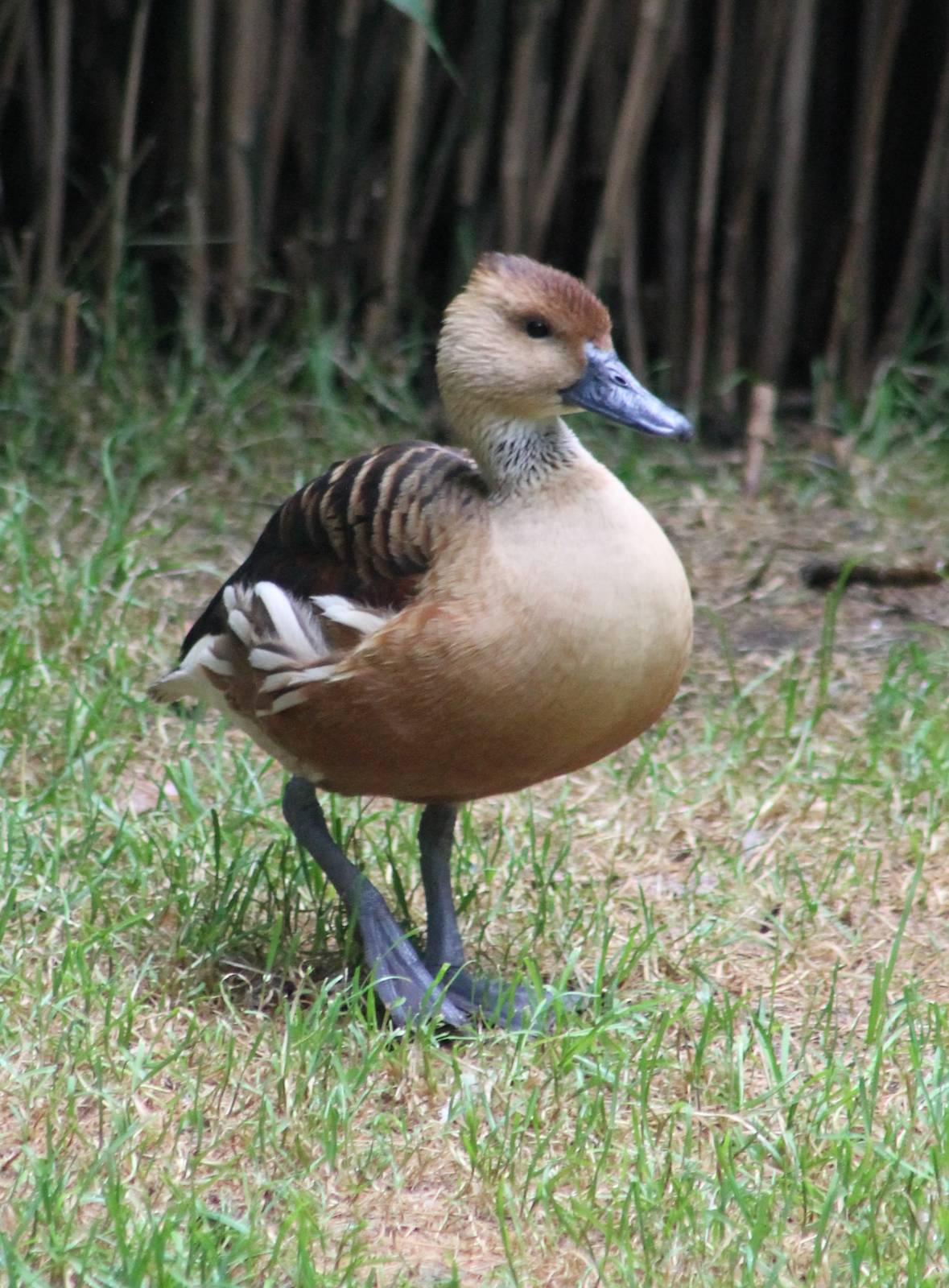 Fulvous whistling duck