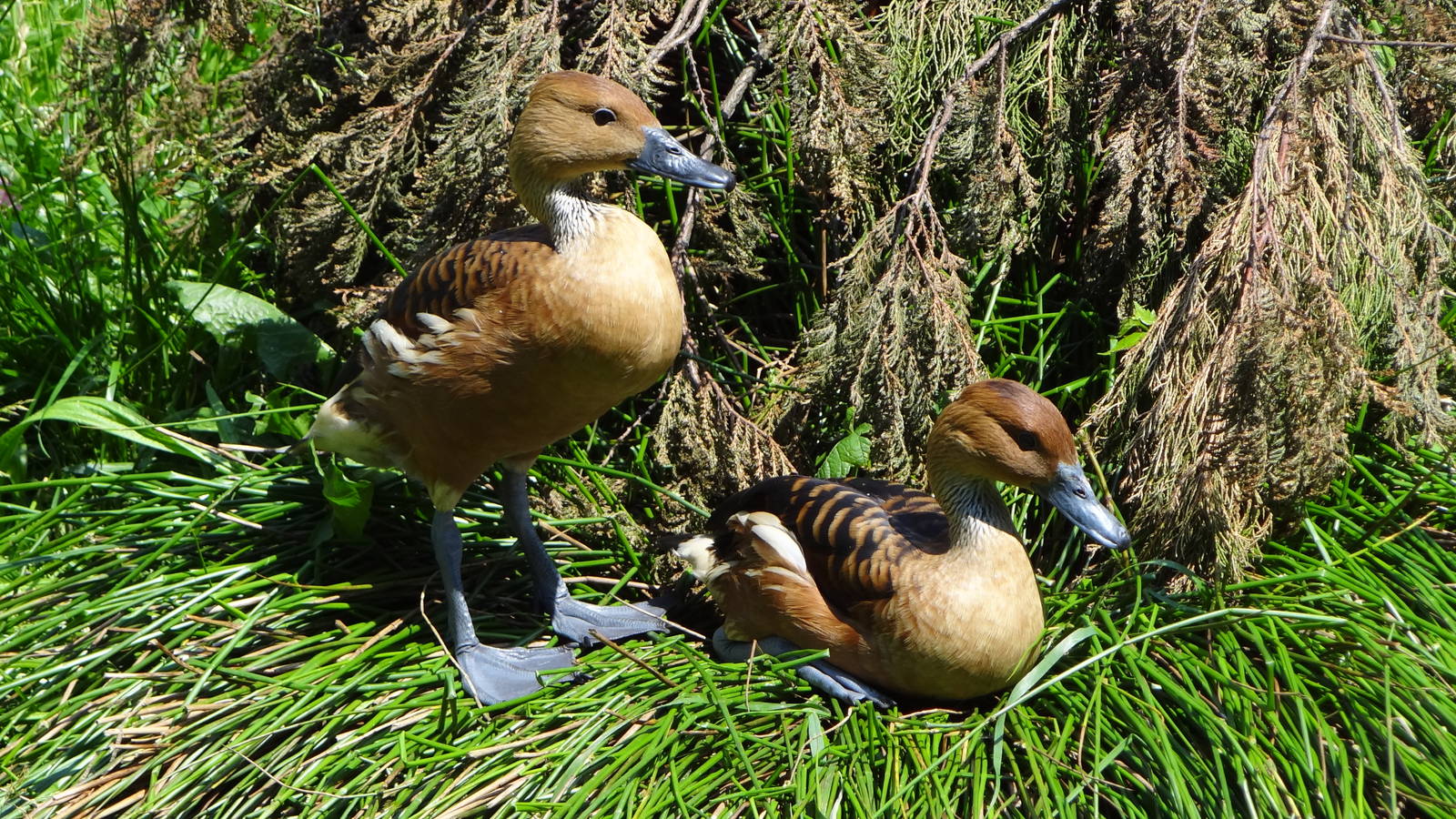 Fulvous Whistling Duck