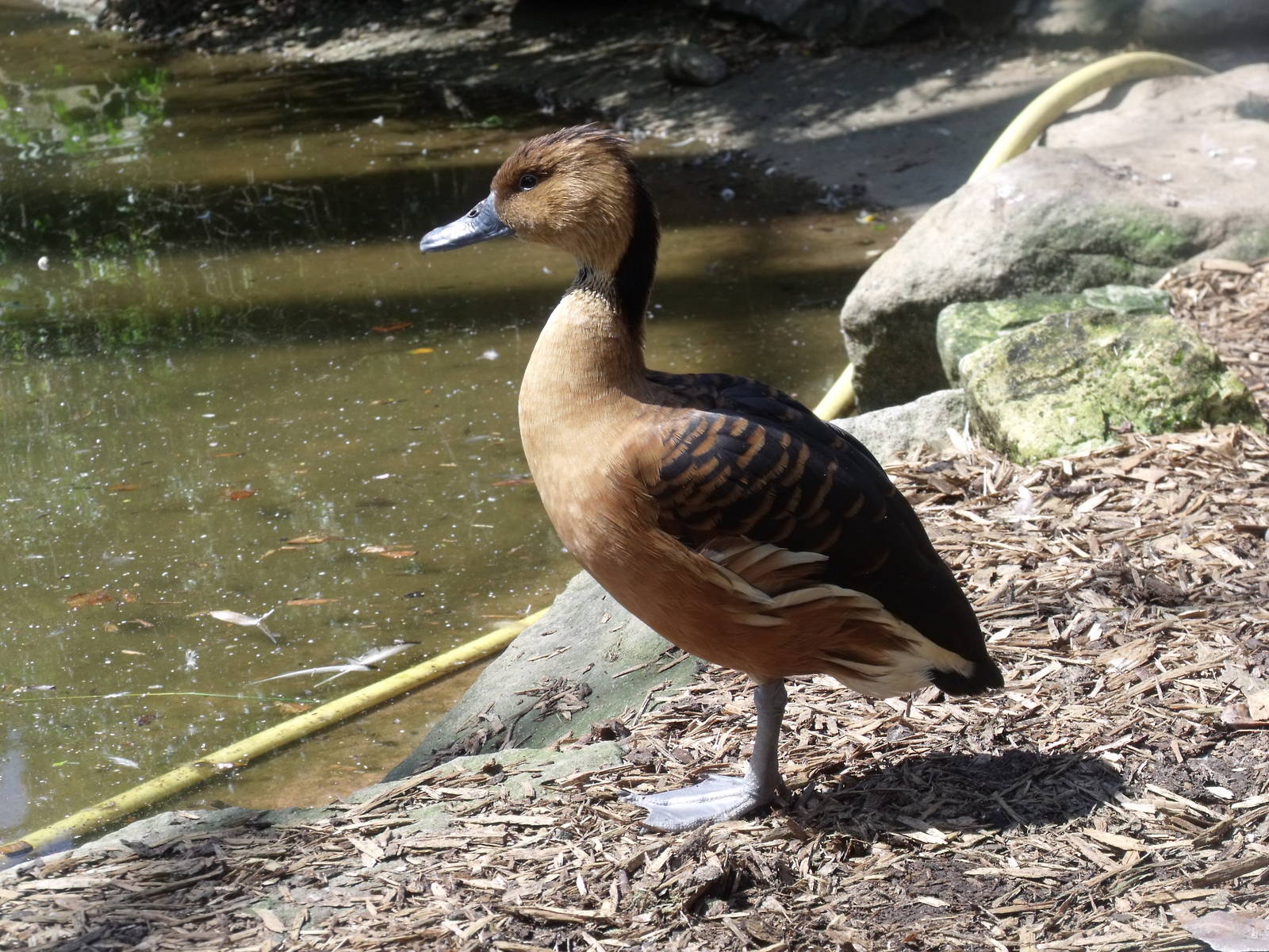 Fulvous Whistling Duck