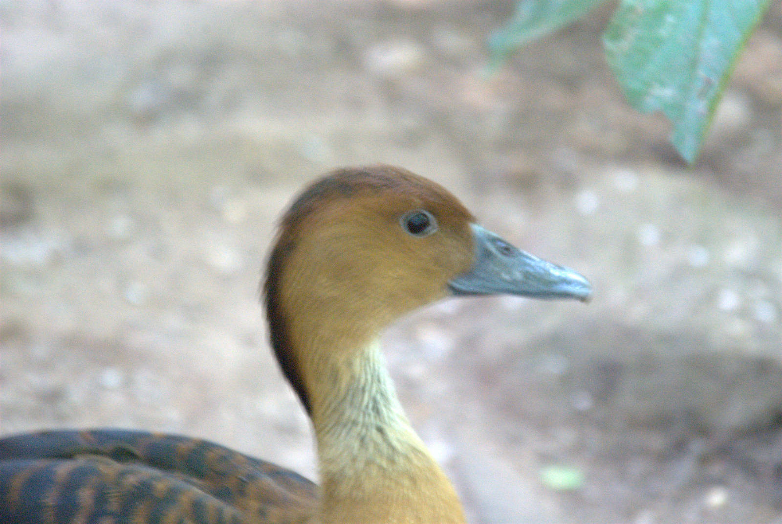 Fulvous Whistling Duck