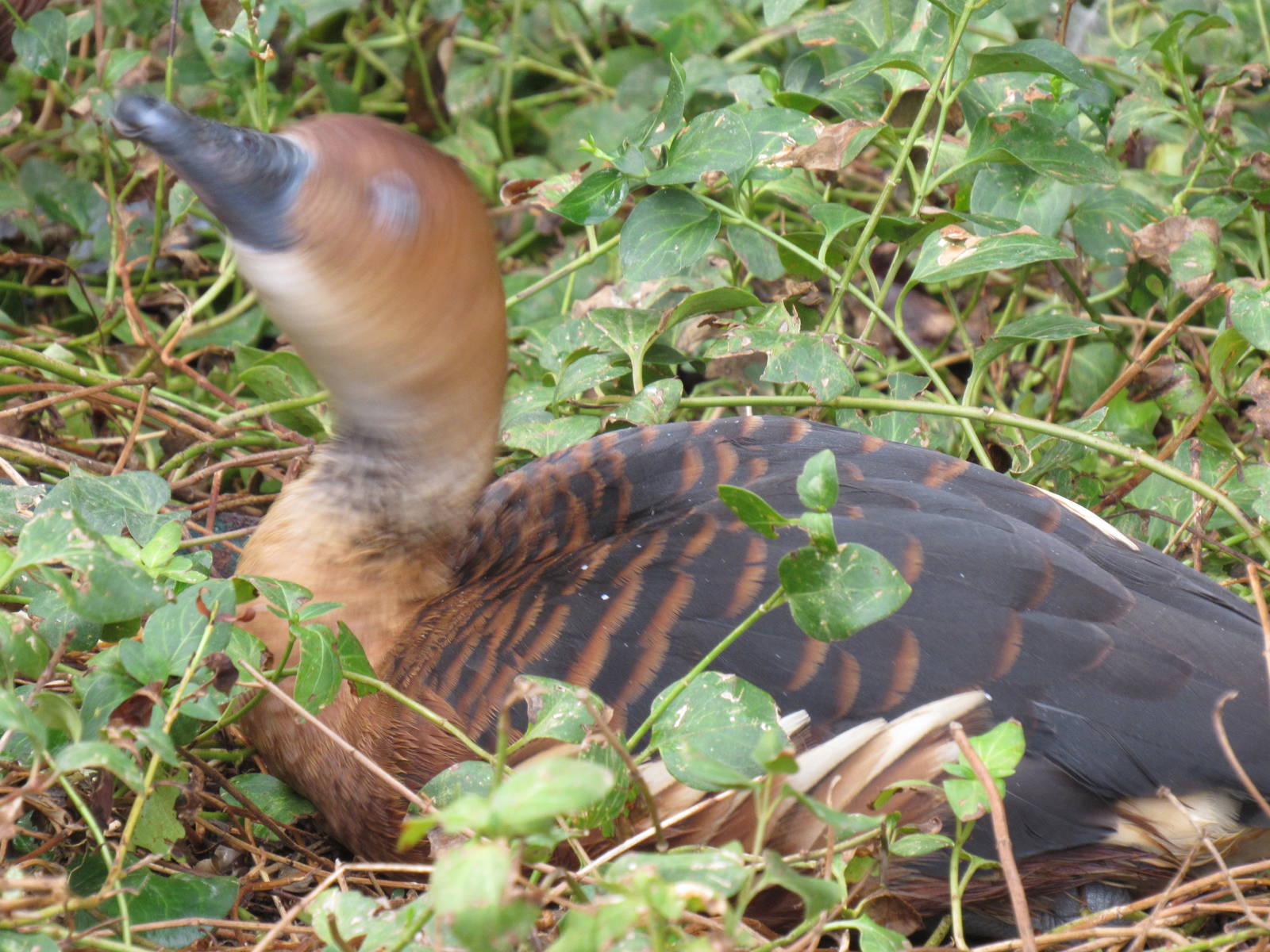 Fulvous Whistling Duck