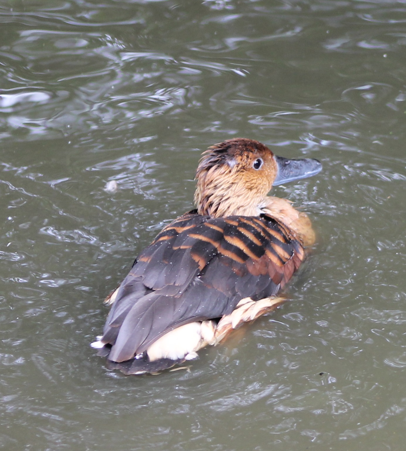 Fulvous whistling duck