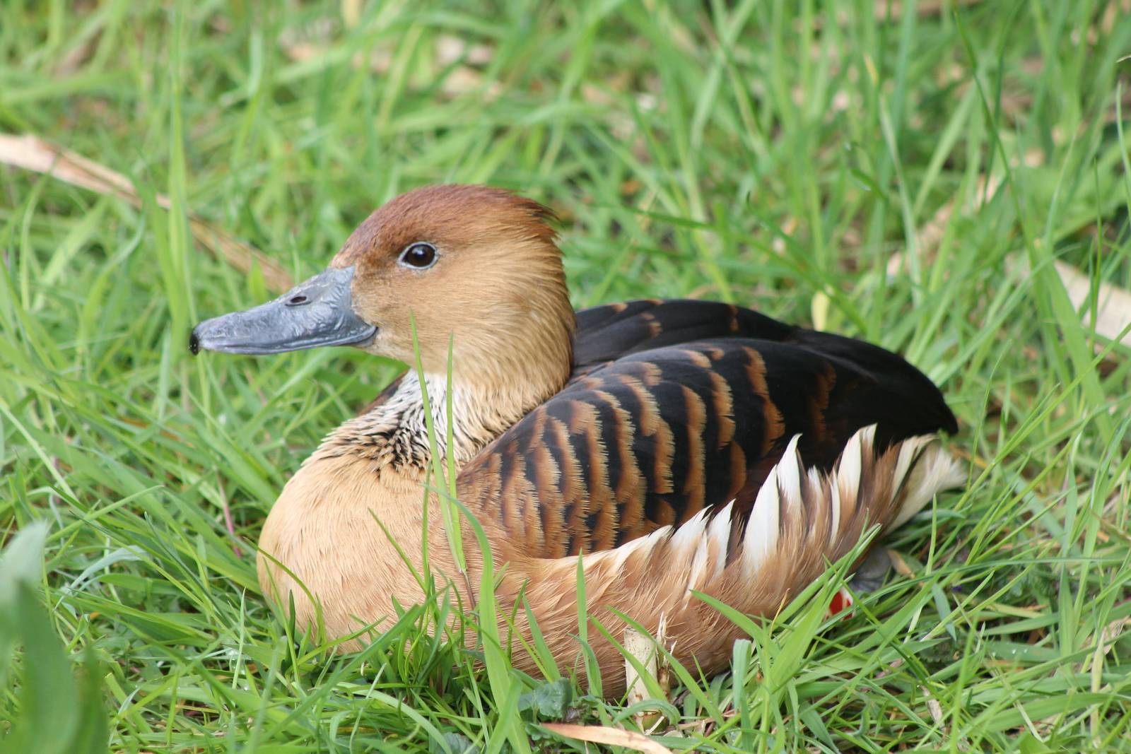 Fulvous whistling duck
